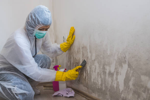 Best Forensic Mold Investigation  in Pleasant Ridge, MI