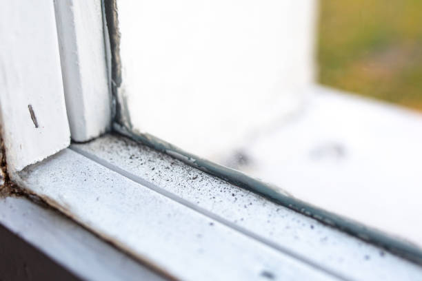 Best Commercial Mold Inspection  in Pleasant Ridge, MI