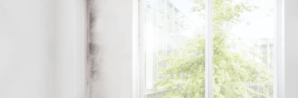 Best Mold Odor Removal Services  in Pleasant Ridge, MI