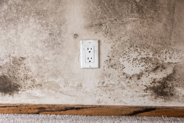 Best Emergency Mold Remediation  in Pleasant Ridge, MI
