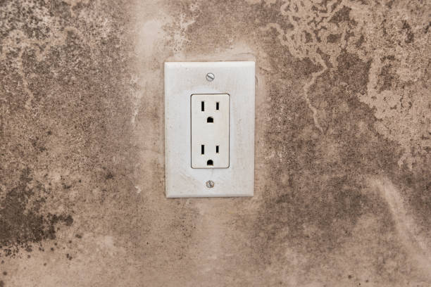 Best Attic Mold Removal  in Pleasant Ridge, MI