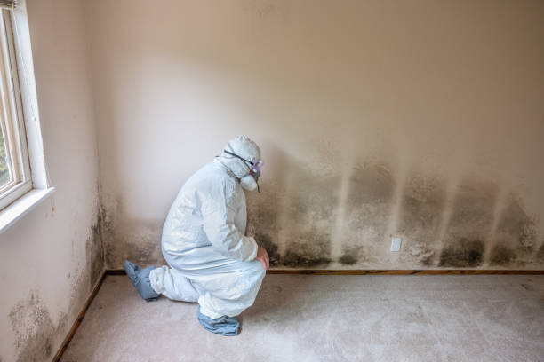 Best Black Mold Removal  in Pleasant Ridge, MI