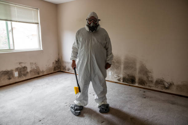 Reliable Pleasant Ridge, MI Mold Removal Solutions